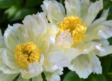 green lotus_2